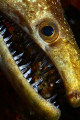Moray close portrait. 